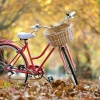 Beautiful-Bicycle-With-Flower-Bucket-For-Girls