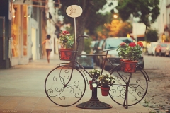 bicycle-flowers-photography-romance-Favim.com-493910